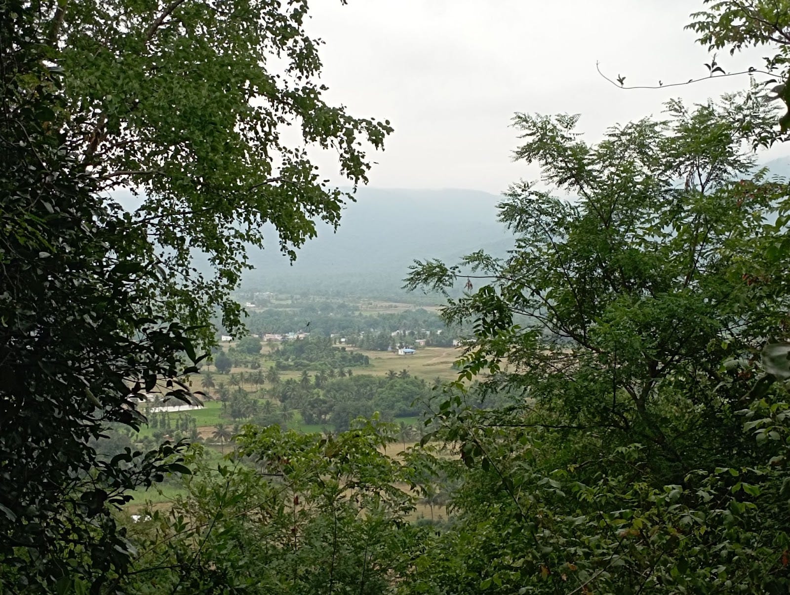Field Notes from Sittilingi Valley: How a Farmer Collective Addresses Both Healthcare & Agrarian Distress