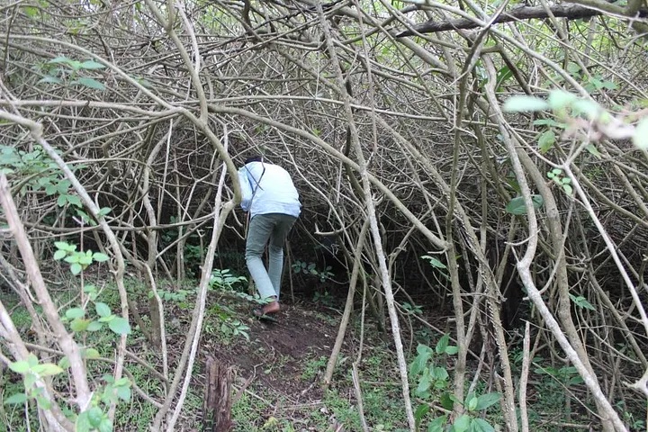 Research agenda: Tackling the Lantana camara problem at scale