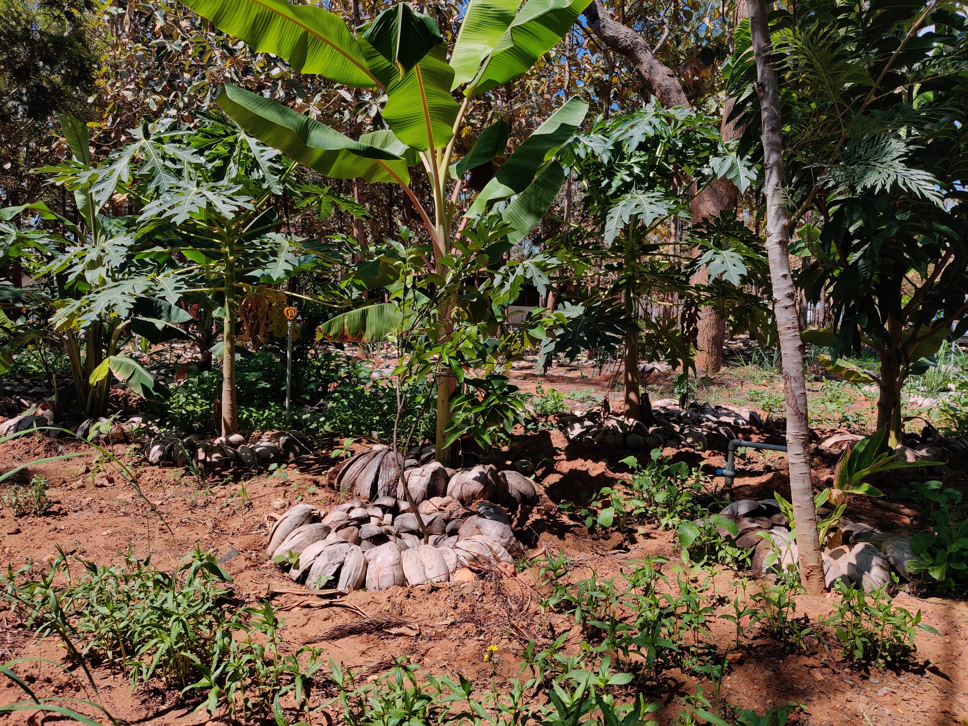 Regenerative Agriculture