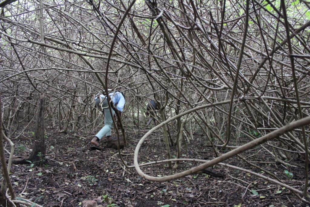 Tackling the lantana problem in Indian forests